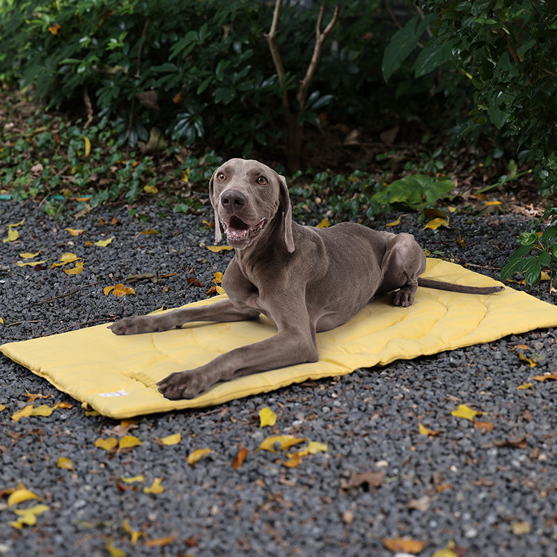 حصيرة الحيوانات الأليفة المحمو - مراجعة Outdoor Camping Dog Bed وسعره
